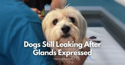 dogs anal glands leaking|6 Reasons Dog Still Leaking After Glands Expressed。